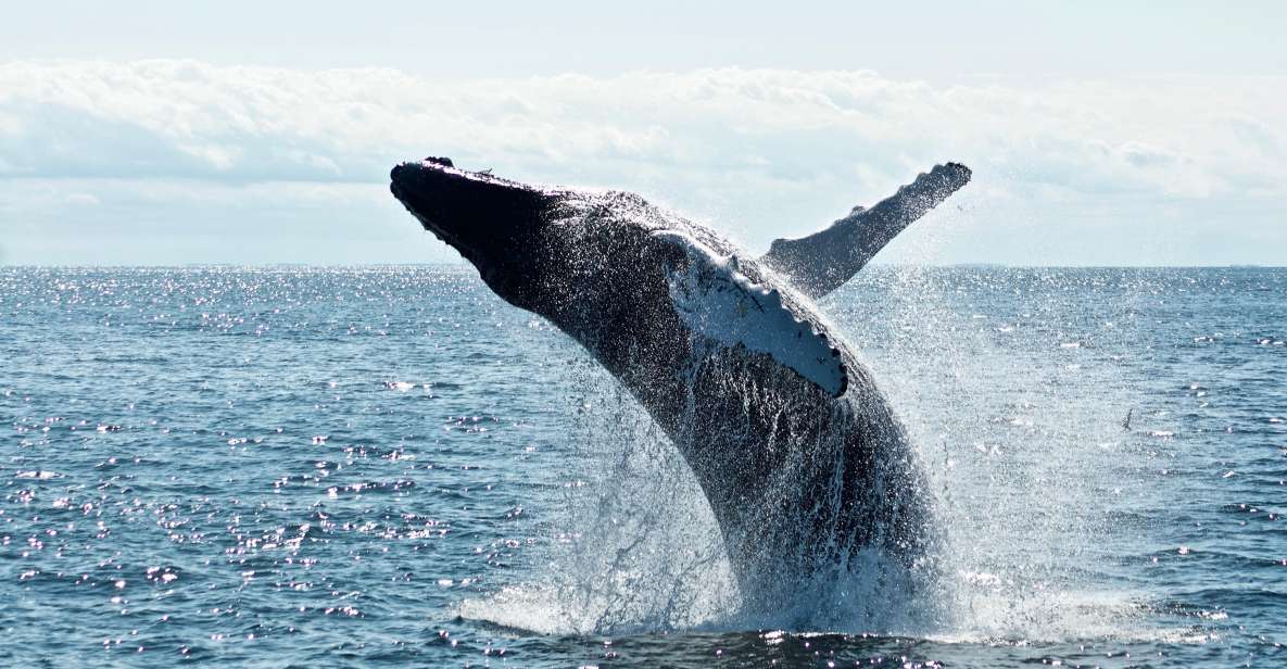 Punta Cana: Whale Watching Transportation Included - Experience Details