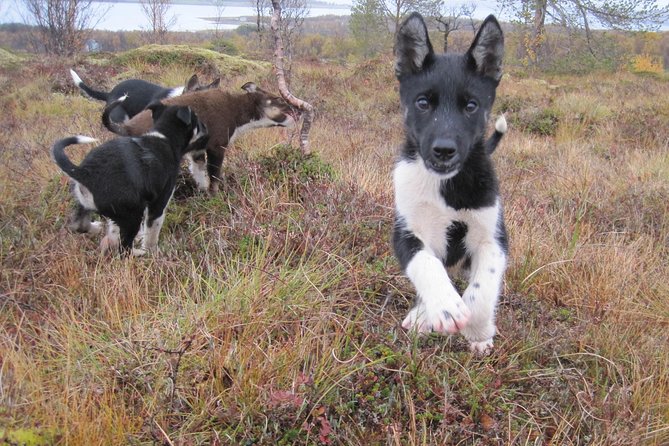 Puppy Training Experience at a Husky Farm in Tromso