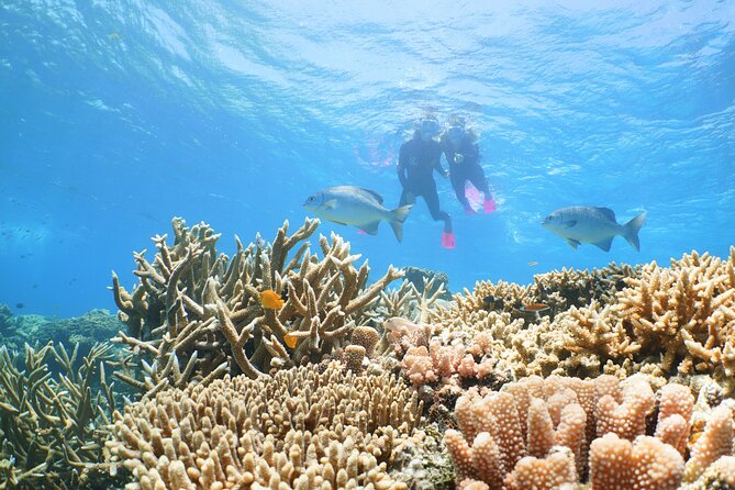 Quicksilver Outer Great Barrier Reef Snorkel Cruise From Palm Cove - Marine Life Exploration