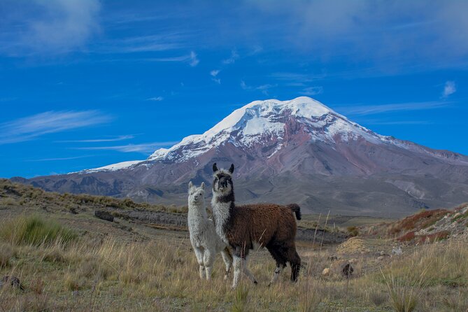 Quito to Cuenca 4 or 5-Day Tour With Cotopaxi, Quilotoa, Baños and Chimborazo - Cancellation Policy Information