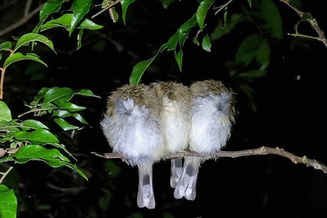 Rainforest Night Walk in Surfers Paradise (Mar ) - Inclusions Provided