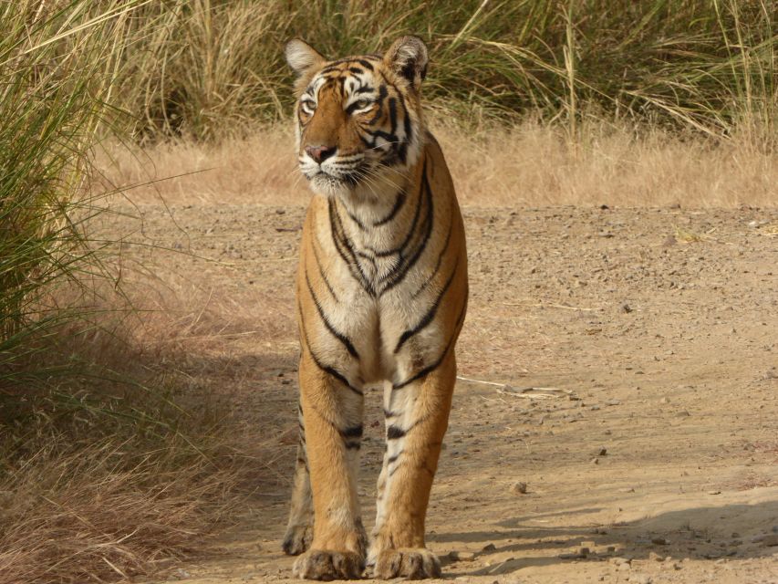 Ranthambore National Park - Wildlife Viewing Opportunities