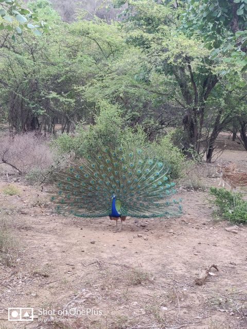 Ranthambore Tiger Safari Day Trip From Jaipur -All Inclusive - Experience Highlights