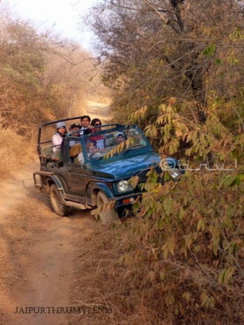 Ranthambore Wildlife (Tiger Safari)Full Day Tour From Jaipur - Experience