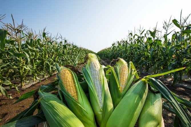 Real Farm-to-Table Vegetable Harvesting Experience - Vegetable Selection and Harvesting