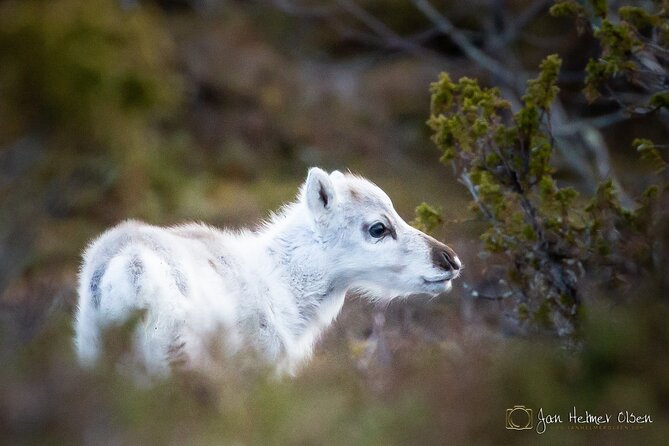 REINDEER CALVING DAY TRIP - a Once in a Life Time Experience in Karasjok - Indulge in Local Treats