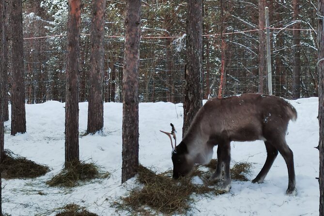 REINDEER FEEDING - Join Us for a Unique Moment With Our REINDEER - Safety Guidelines