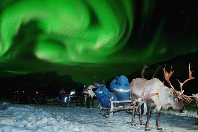 Reindeer Sledding and Feeding With Chance of Northern Lights Tromso - Customer Reviews