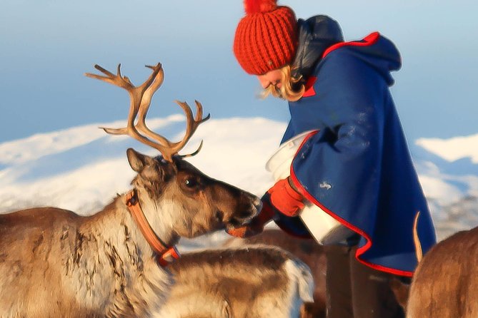 Reindeer Sledding Experience and Sami Culture Tour From Tromso - Host Responses and Interactions