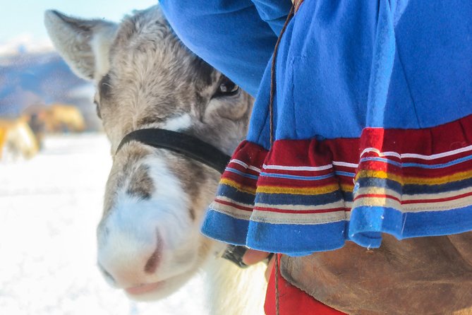 Reindeer Visit, and Sami Culture Including Lunch From Tromso - Experience Highlights