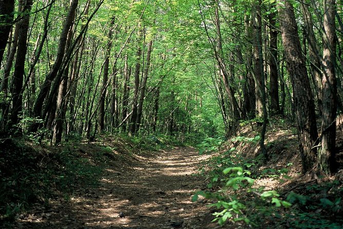 Relax and Refresh in Karuizawa Forest! Shinanoji Down Trekking Around Two People - Cancellation Policy
