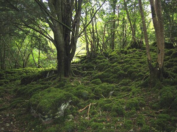 Ring of Kerry Day Tour From Limerick: Including Killarney National Park - Itinerary Highlights