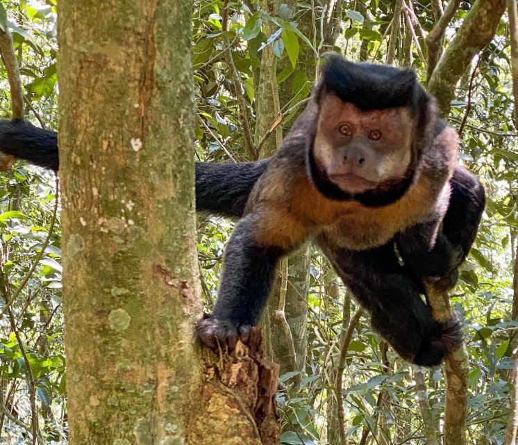 Rio De Janeiro: Tijuca Forest, Waterfalls, and Cave. - Spectacular Natural Beauty