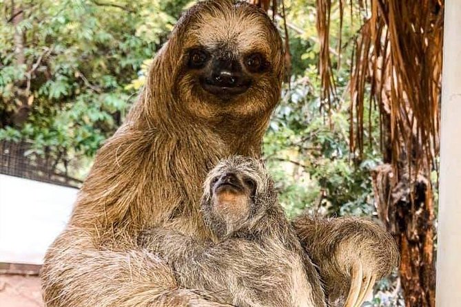 Roatan Monkey and Sloth Tour With Chocolate and Rum Factory - Reviews Summary