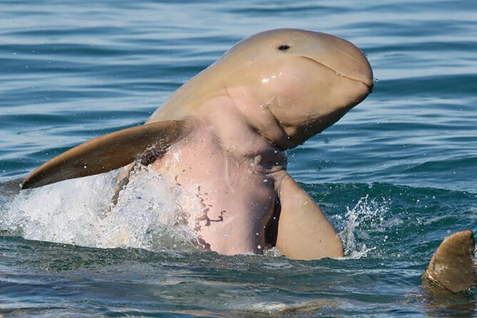 Roebuck Bay Snubfin Dolphin Cruise - Meeting and Pickup Details