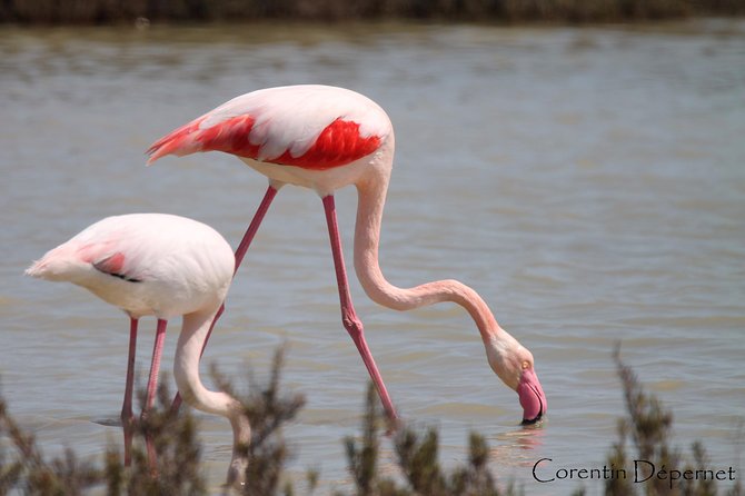 Safari 4x4 Camargue 2 Hours - Saintes Maries De La Mer - Private Tour - What To Expect