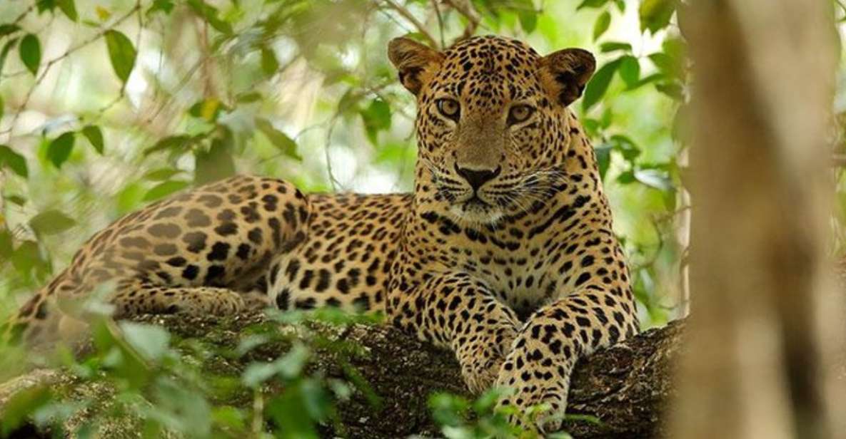 Safari Serenity: Exclusive Wilpattu National Park Adventure - Transportation and Logistics