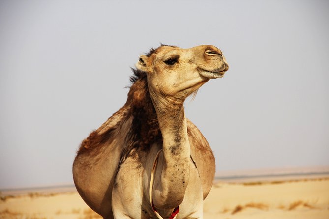 Sahara Desert Tour - 2 Days - Fez to Marrakech OR Return to Fez - Customer Reviews Analysis