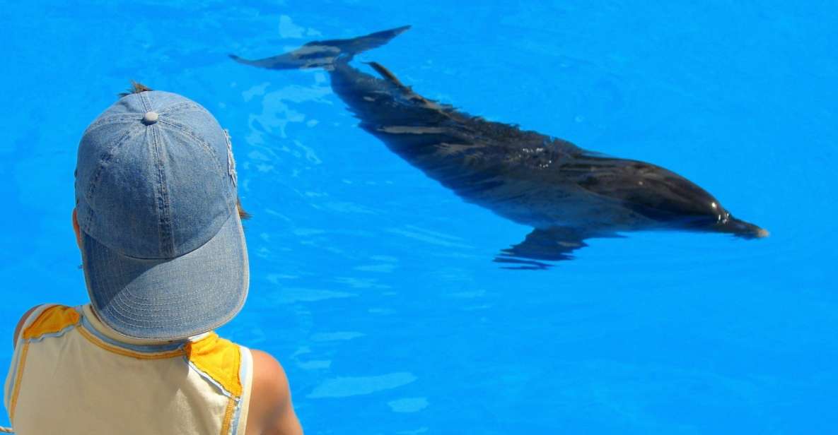 Sahl Hasheesh: Dolphin Watching Boat Tour With Snorkeling - Activities Offered