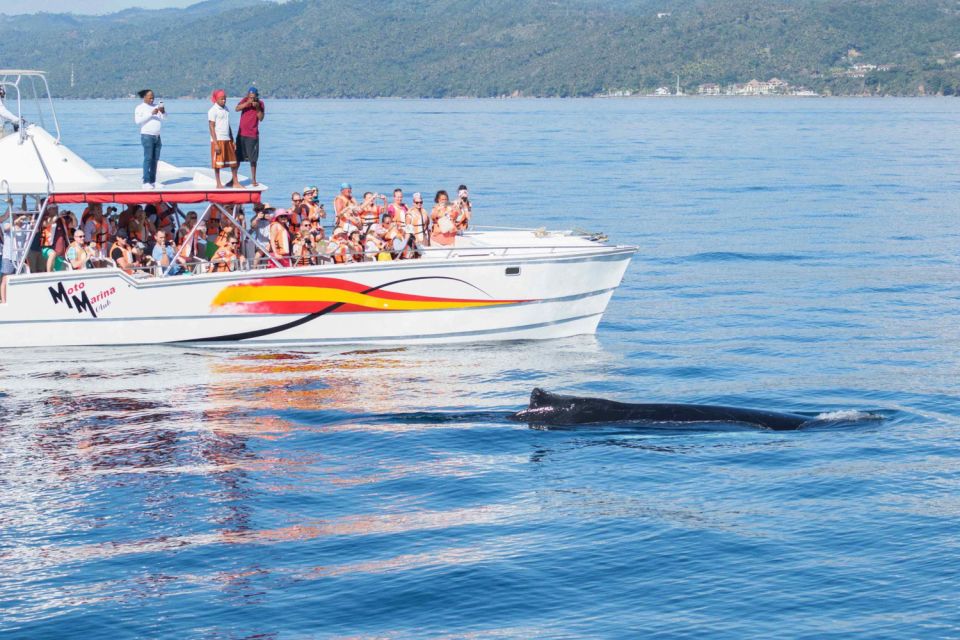 Samana: Bay of Samana Whale Watching Experience - Experience Highlights
