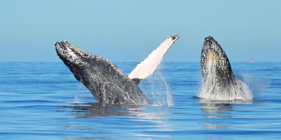 Samana: Guided Day Trip With Buffet Lunch and Whale Watching - Experience Highlights