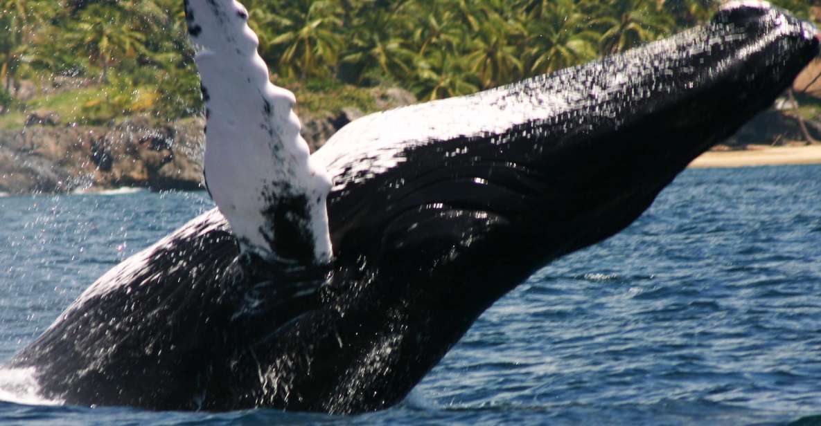 Samana: Whale Watching Tour - Language-Speaking Tour Guides