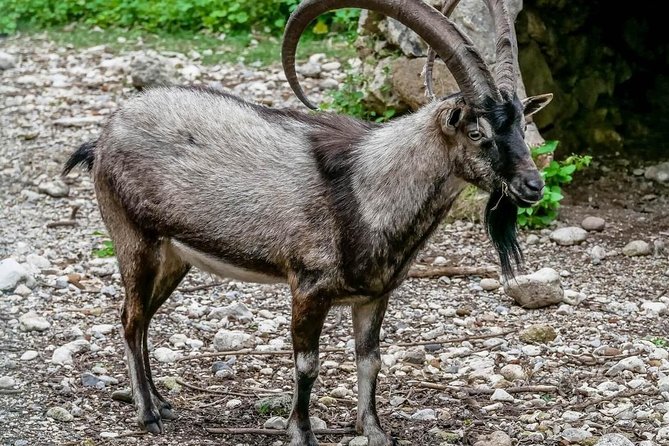 Samaria Gorge Hiking Day Tour From Rethymno - Tour Inclusions