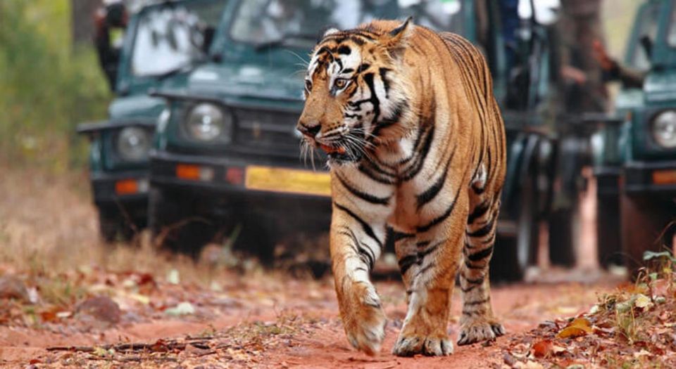Same Day Tiger Safari Tour From Jaipur All Included - Tour Information and Duration