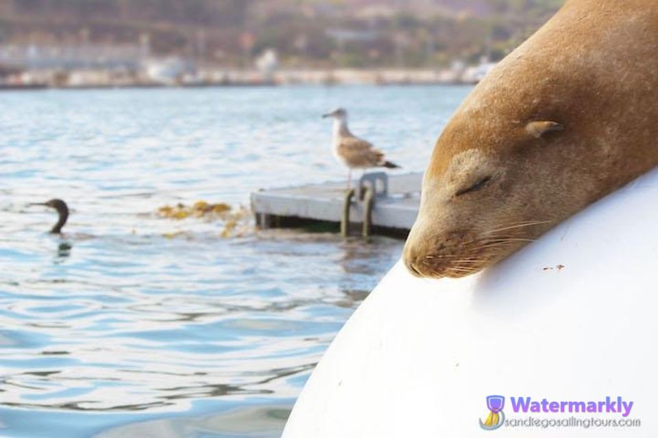 San Diego: Half-Day Marine Wildlife Tour With Lunch - Experience Highlights
