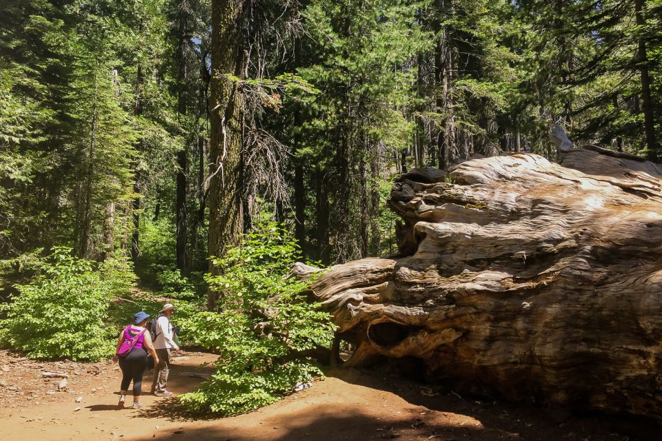 San Francisco: Day Trip to Yosemite With Giant Sequoias Hike - Tour Highlights