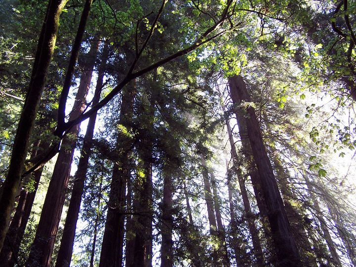 San Francisco: Muir Woods Tour & Hop-On Hop-Off Bus Pass - Experience Highlights