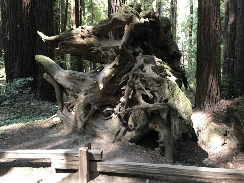 San Francisco: Private Muir Woods and Sausalito Tour - Tour Highlights