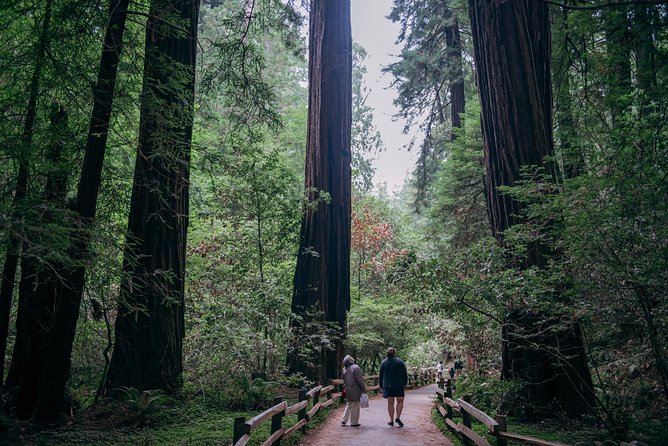San Francisco Super Saver: Muir Woods & Wine Country W/ Optional Gourmet Lunch - Booking and Logistics