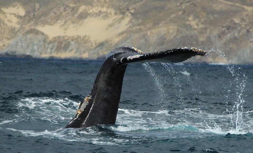 San Jose Del Cabo Private Whale Watching - Private Whale Watching Experience
