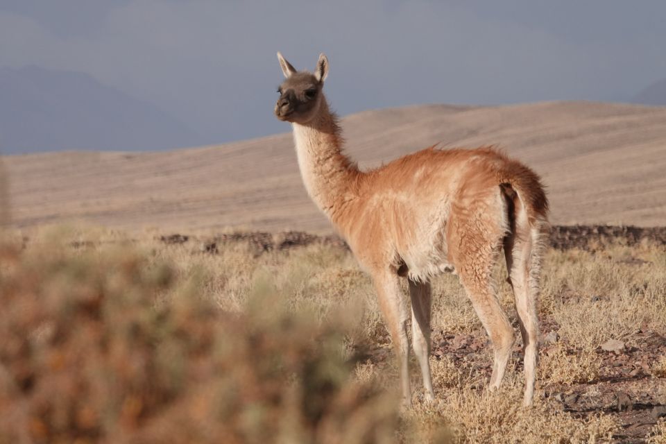 San Pedro De Atacama: Wildlife Safari and Photography Tour - Photography Opportunities