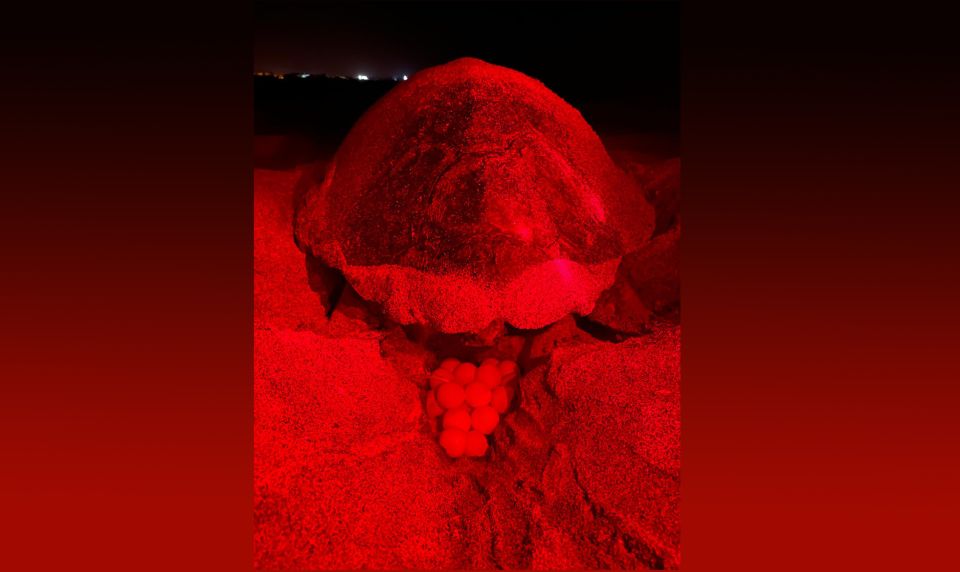 Santa Maria, Sal Island: Sea Turtle Watching Experience - Experience Itinerary