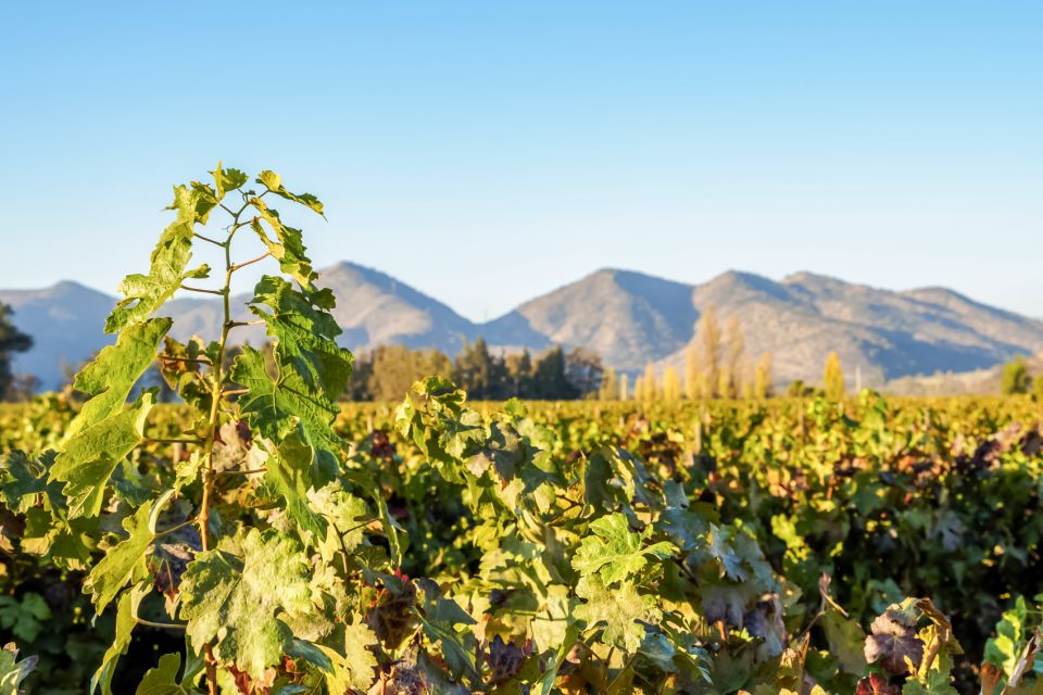 Santiago: Half–Day Santa Rita Vineyard Tour - Pickup and Group Size Information