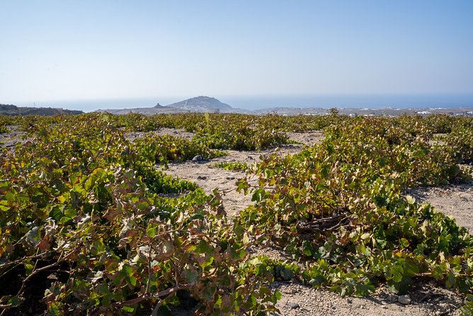 Santorini Wine Roads Tour With Wine Tastings Morning & Sunset - Customer Reviews Highlights