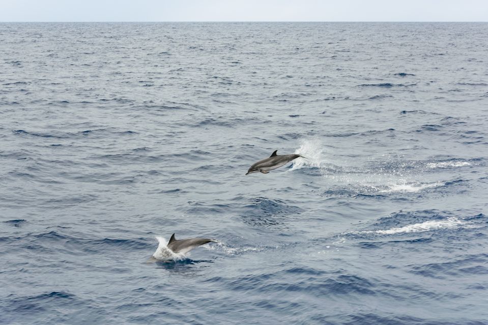 São Miguel Azores: Half-Day Whale Watching Trip - Guided Experience