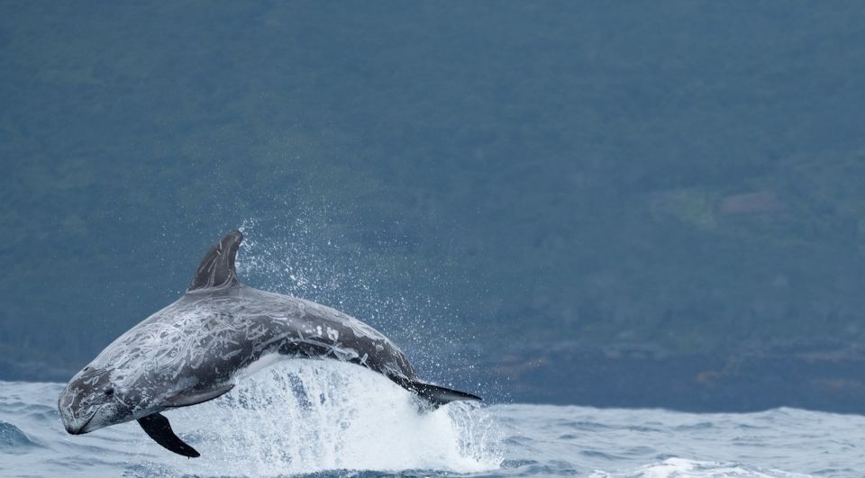 São Miguel: Wild Swimming With Dolphins - Experience Details