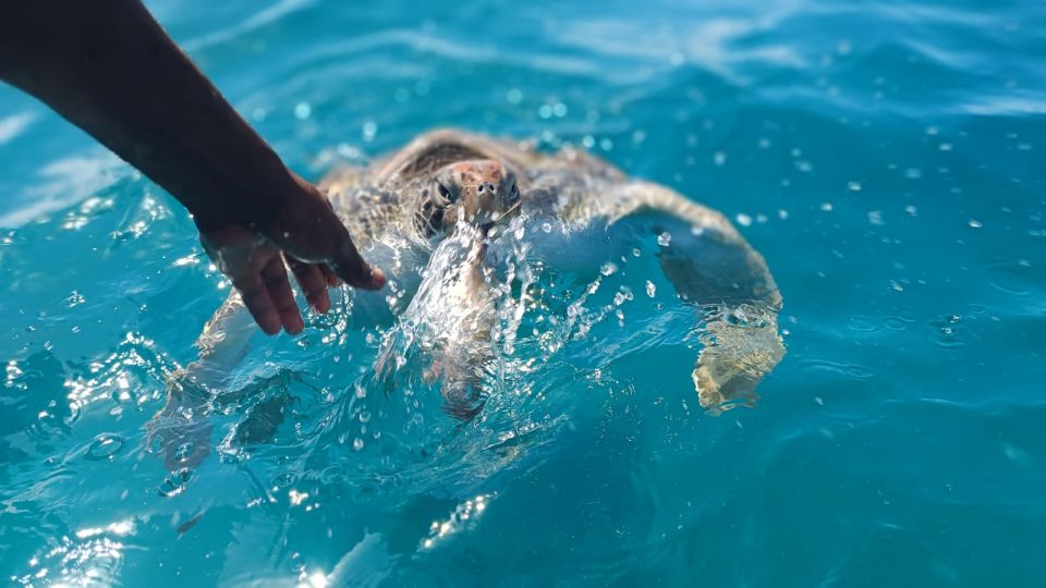 São Vicente: Swimming and Snorkeling Tour With Sea Turtles - Activity Details