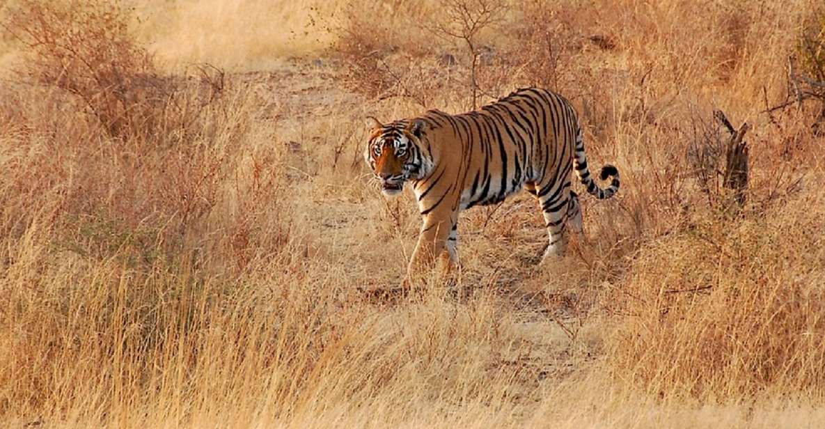 Sawai Madhopur: Ranthambore Guided Safari Trip - Experience