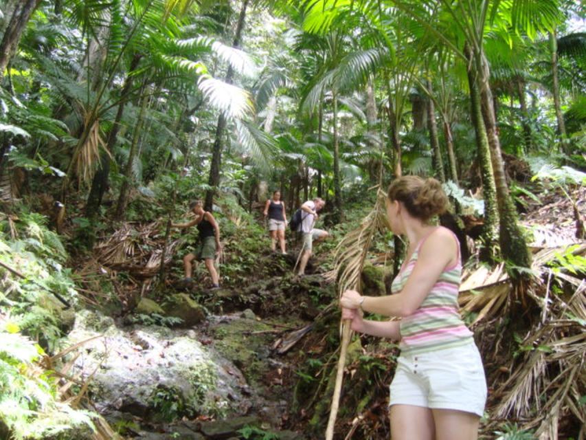 Scenic Rainforest Hike - Hike Highlights and Activities