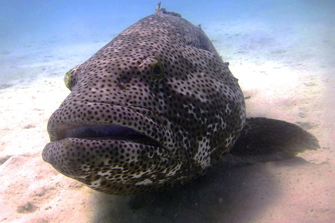 Scuba Dive Ningaloo Reef - Customer Reviews and Ratings
