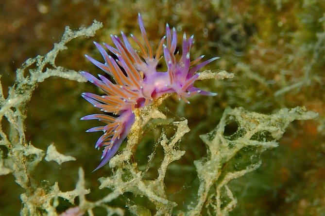 Scuba Diving in Naxos, Greece - Customized Private Tours Available