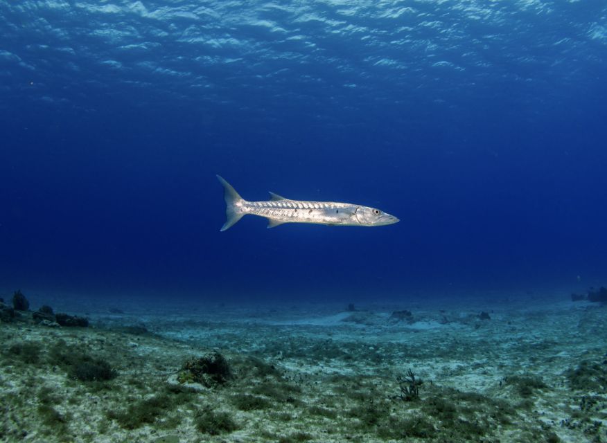 Scuba Diving Refresher in Cozumel - Equipment and Services