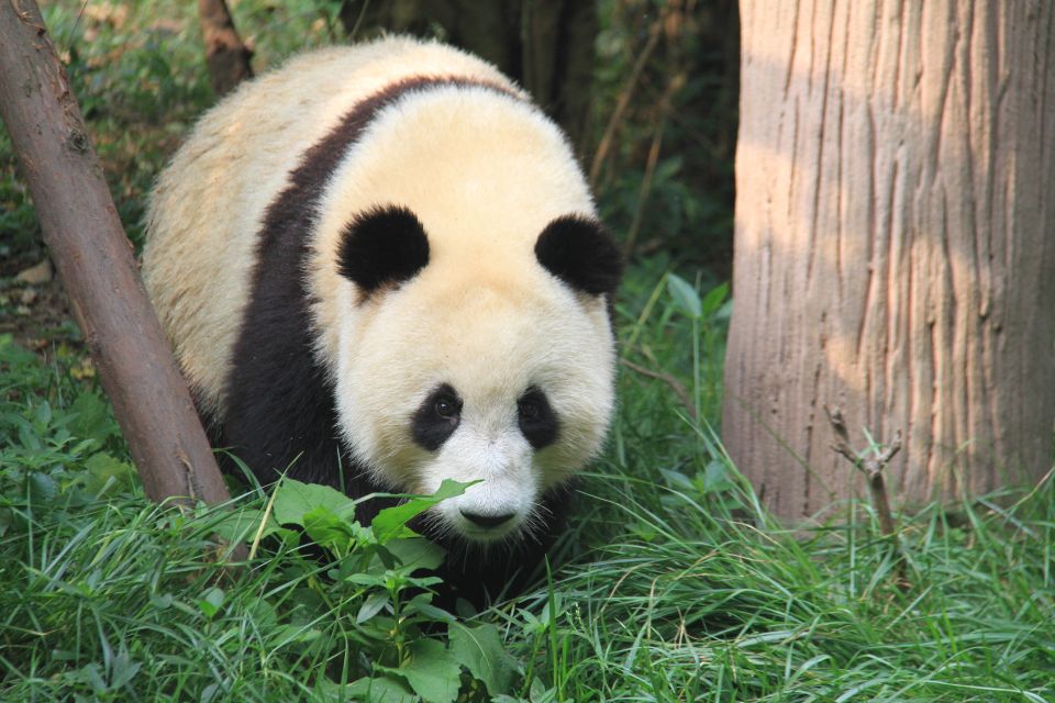 Sechuan: Big Panda Volunteer Day With Feeding and Bathing - Experience Itinerary
