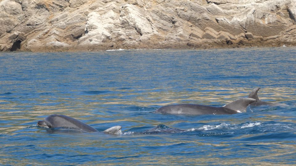 Sesimbra:Private Dolphin Watching Tour Arrábida Natural Park - Experience Highlights