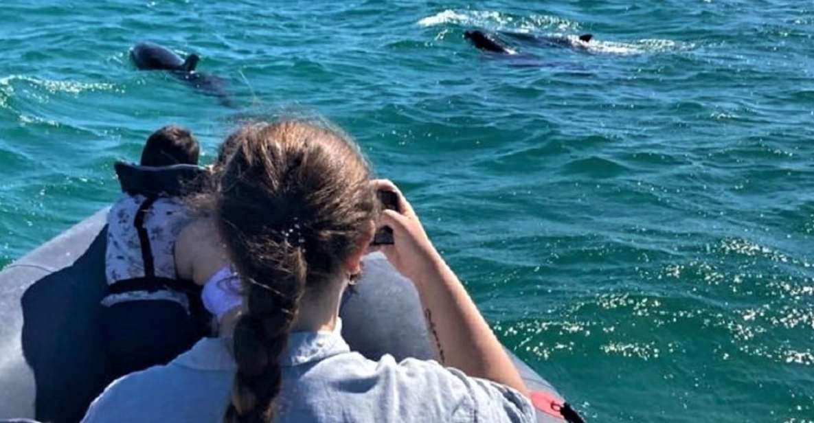 Setúbal: Dolphin-Watching Boat Tour - Experience Details