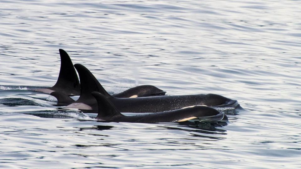 Seward: Resurrection Bay and the Kenai Fjords Orca Cruise - Participant Details